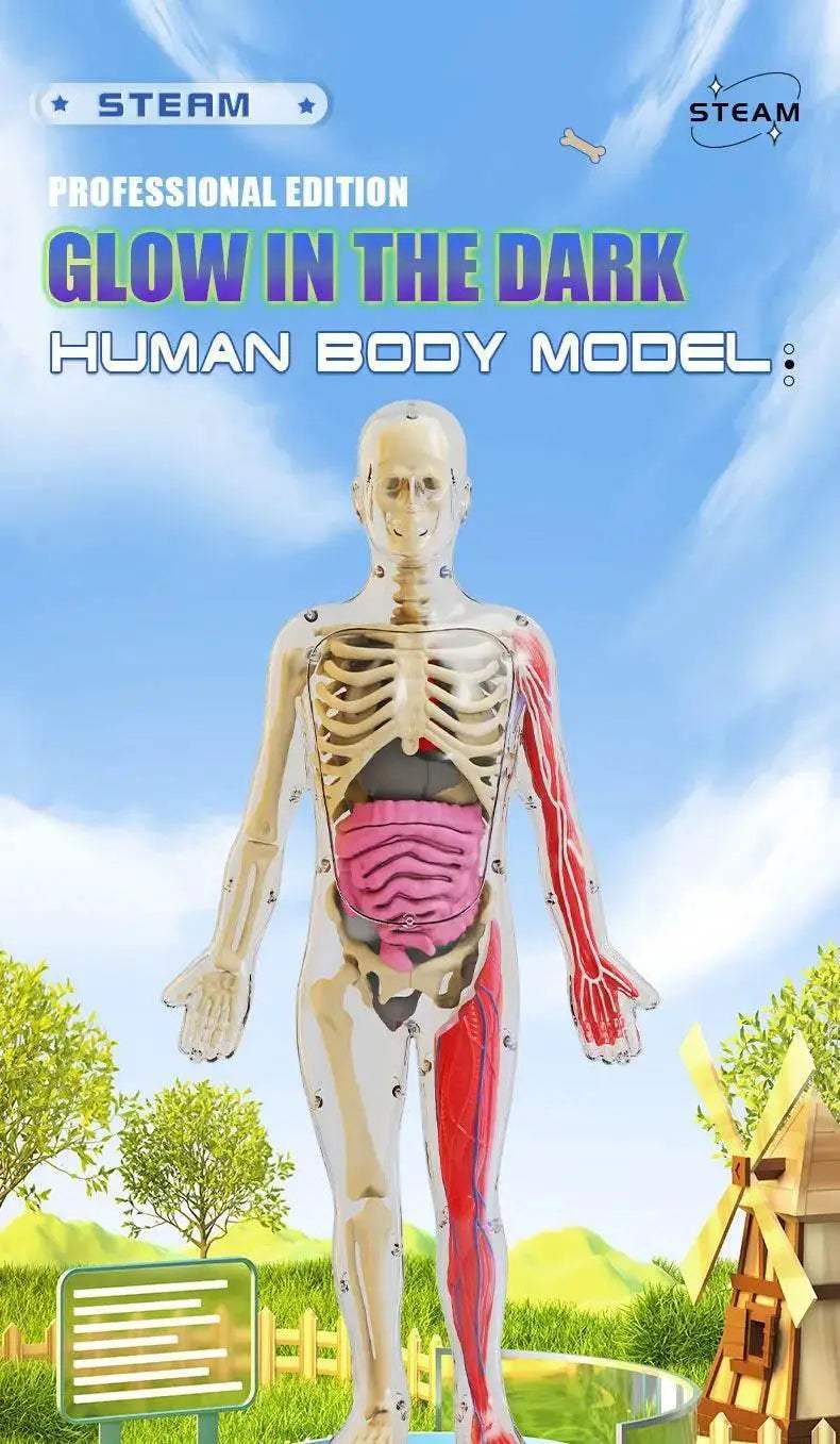 DIY Assembly Noctilucent Human Organ Skeleton Model for Early Childhood Biology Teaching - ToylandEU