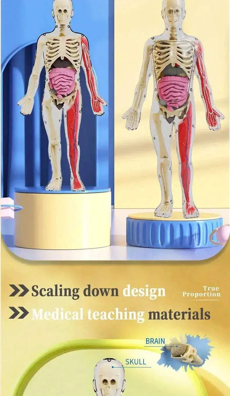 DIY Assembly Noctilucent Human Organ Skeleton Model for Early Childhood Biology Teaching - ToylandEU