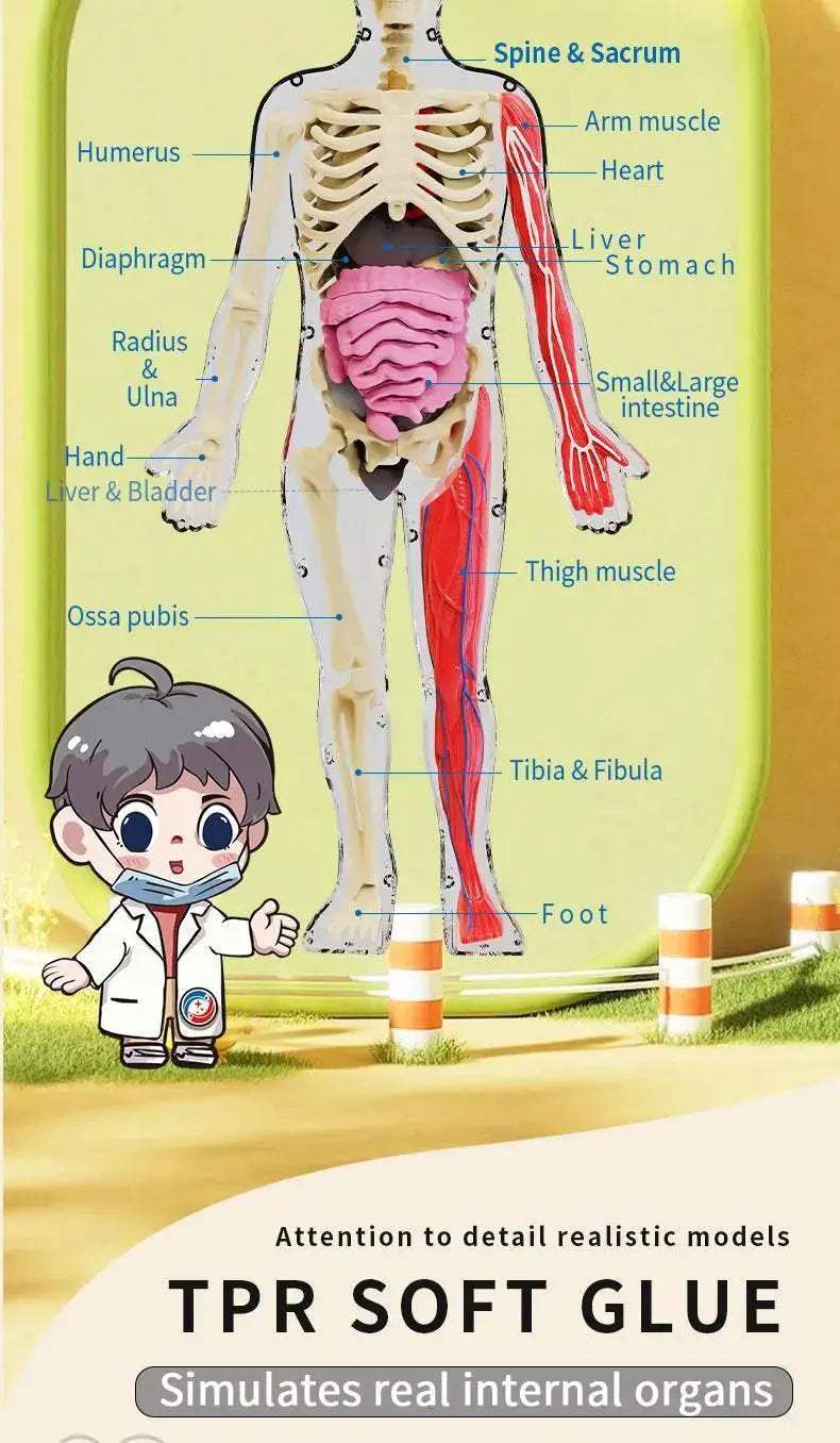 DIY Assembly Noctilucent Human Organ Skeleton Model for Early Childhood Biology Teaching - ToylandEU