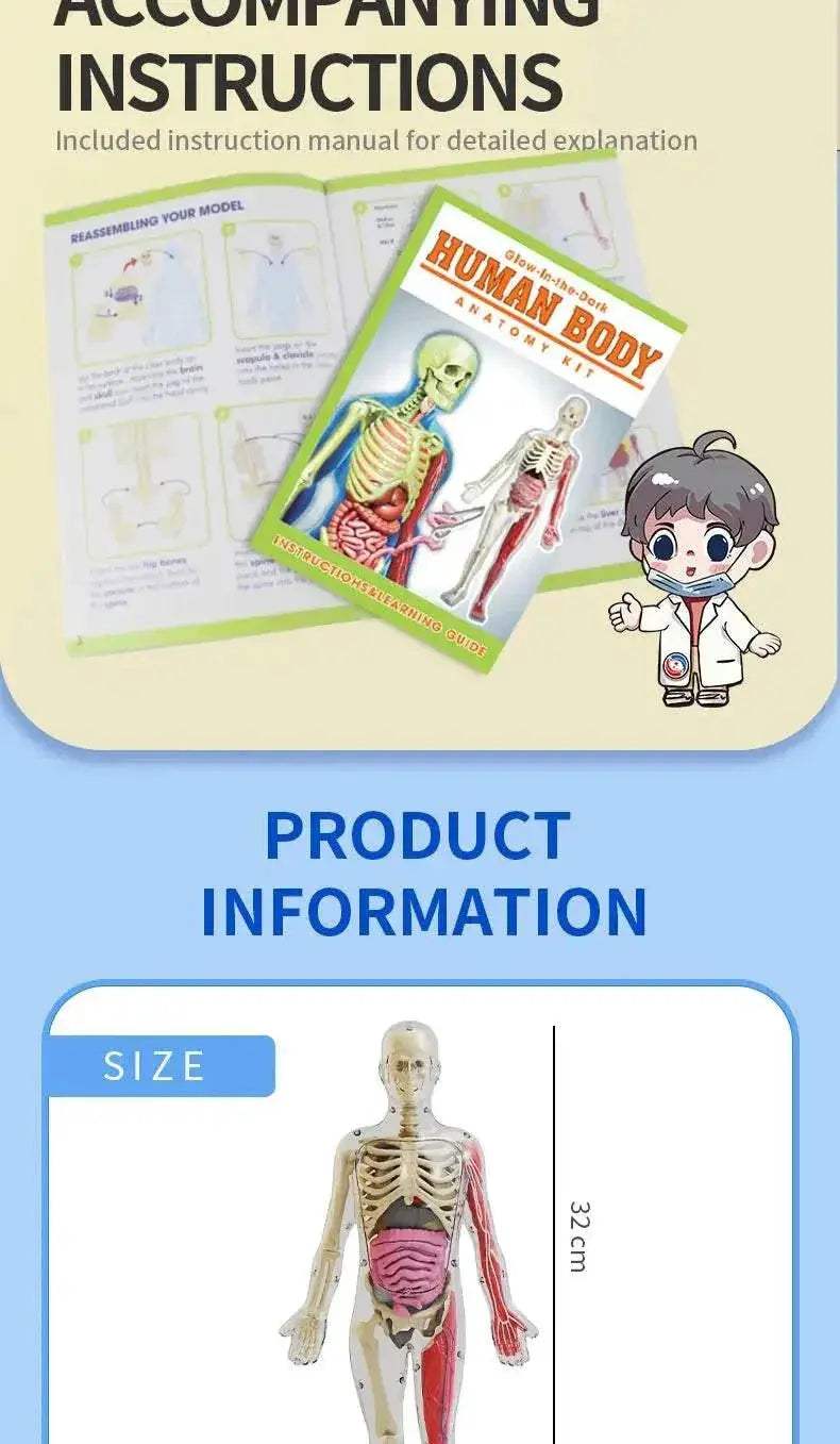 DIY Assembly Noctilucent Human Organ Skeleton Model for Early Childhood Biology Teaching - ToylandEU