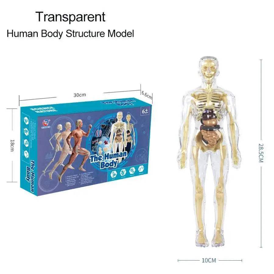 DIY Assembly Noctilucent Human Organ Skeleton Model for Early Childhood Biology Teaching - ToylandEU