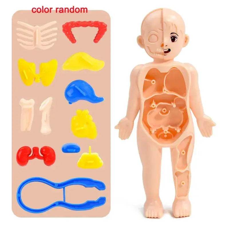 DIY Human Body Anatomy Model for Kids Science Education - ToylandEU
