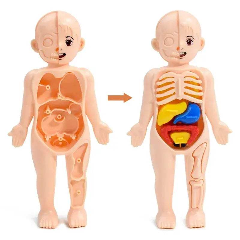 DIY Human Body Anatomy Model for Kids Science Education - ToylandEU