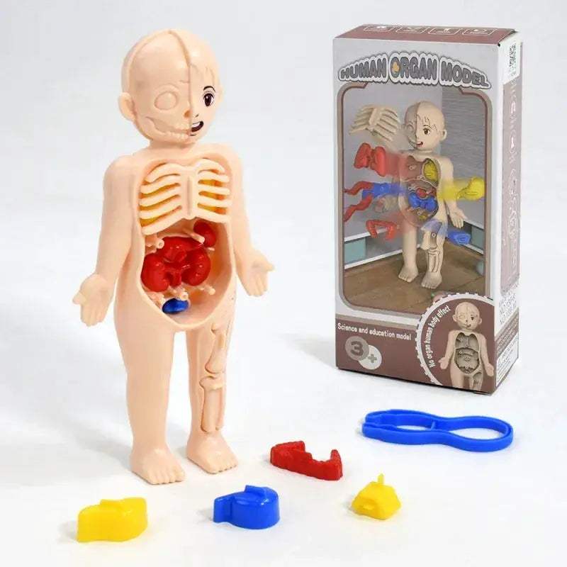 DIY Human Body Anatomy Model for Kids Science Education - ToylandEU