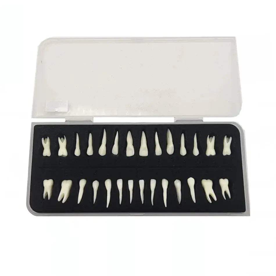Dental 28 Permanent Tooth Model With Root Simulations - ToylandEU
