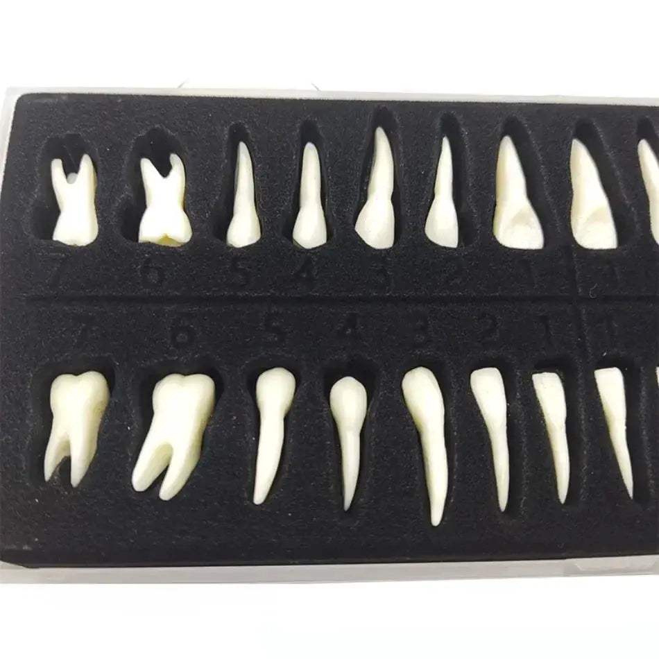 Dental 28 Permanent Tooth Model With Root Simulations - ToylandEU