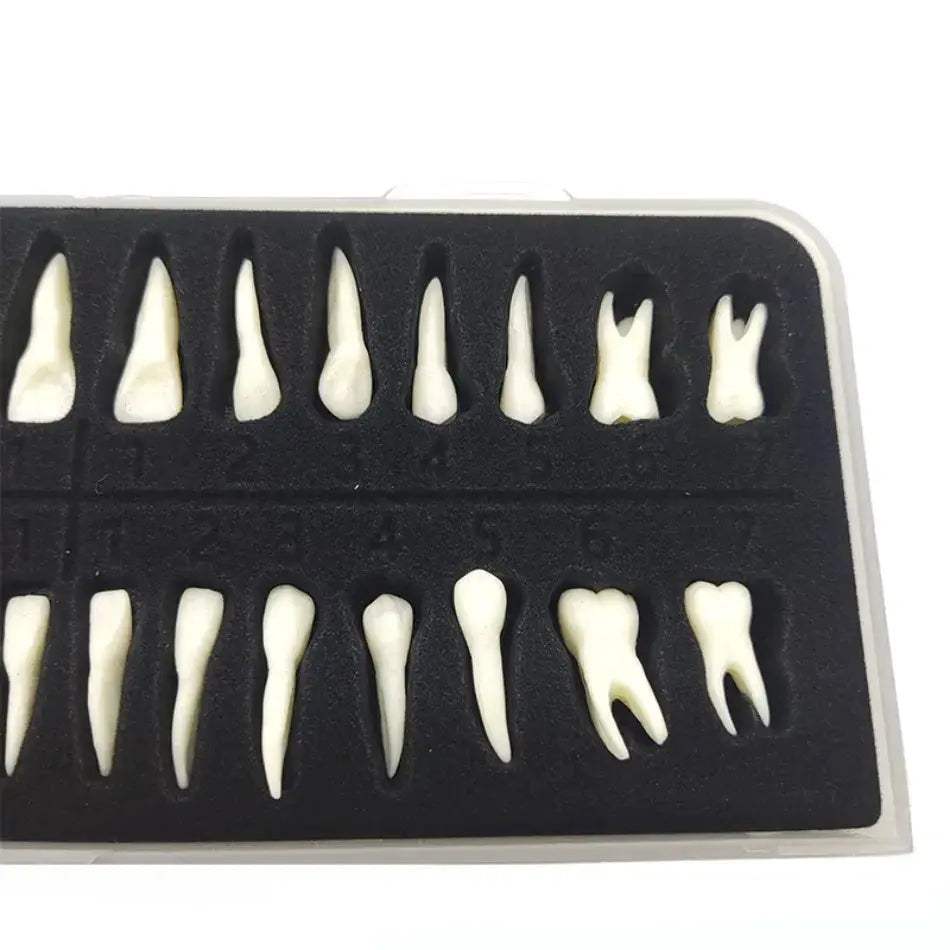 Dental 28 Permanent Tooth Model With Root Simulations - ToylandEU