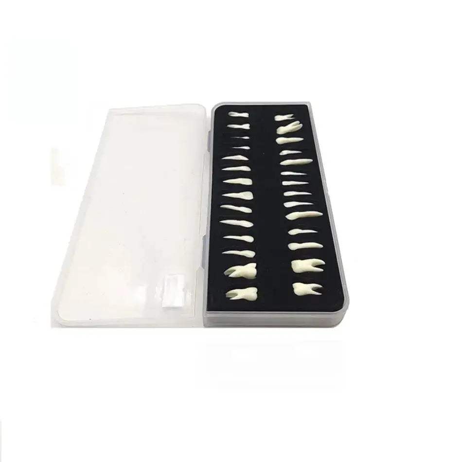 Dental 28 Permanent Tooth Model With Root Simulations - ToylandEU