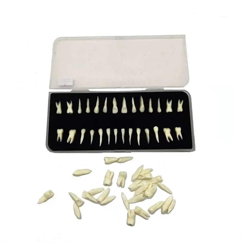 Dental 28 Permanent Tooth Model With Root Simulations - ToylandEU