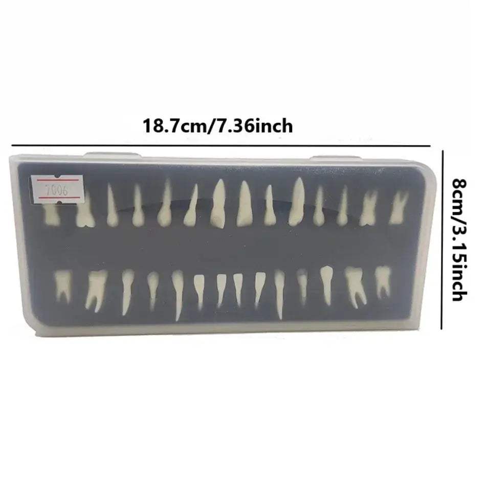 Dental 28 Permanent Tooth Model With Root Simulations - ToylandEU