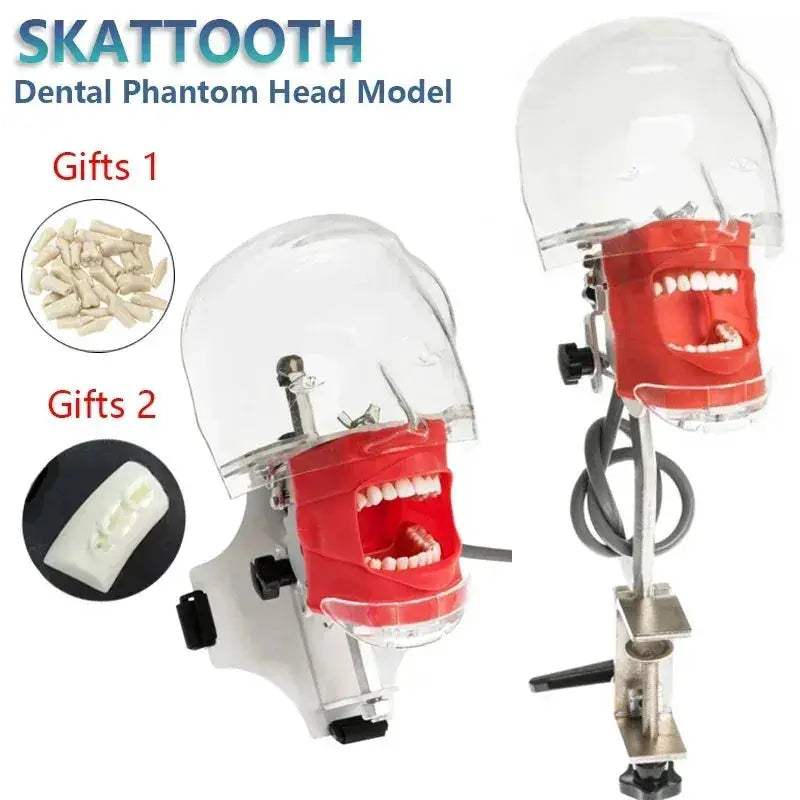 Dental Phantom Head for Realistic Dentist Practice - ToylandEU