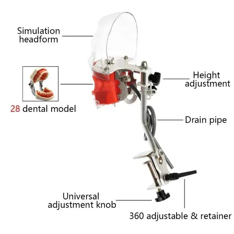 Dental Phantom Head for Realistic Dentist Practice - ToylandEU