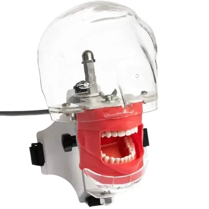 Dental Phantom Head for Realistic Dentist Practice - ToylandEU