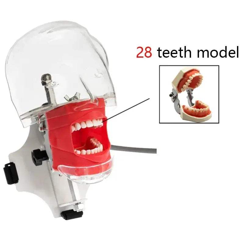 Dental Phantom Head for Realistic Dentist Practice - ToylandEU
