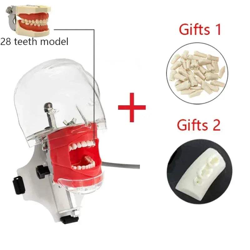 Dental Phantom Head for Realistic Dentist Practice - ToylandEU