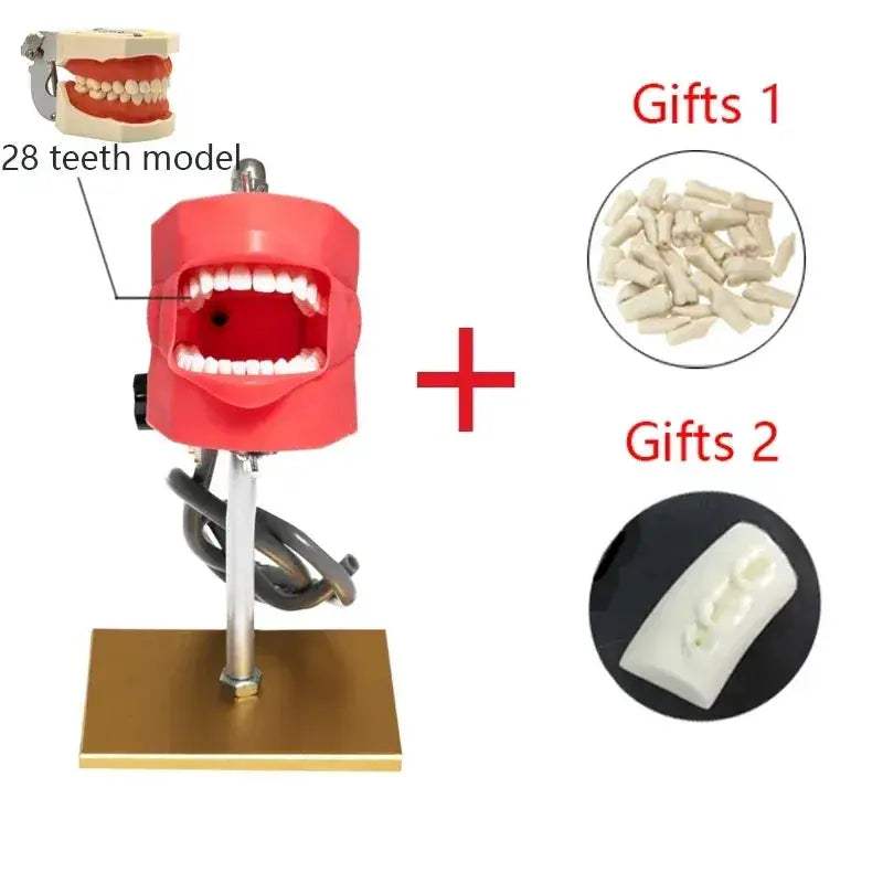 Dental Phantom Head for Realistic Dentist Practice - ToylandEU
