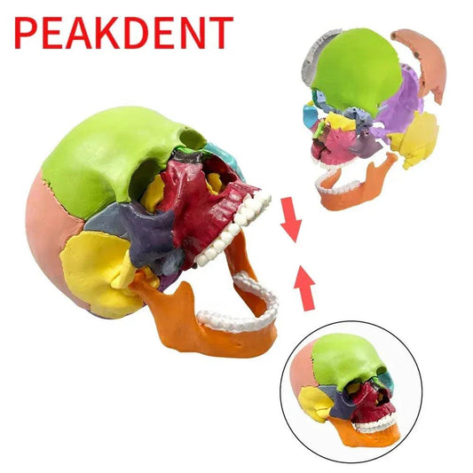  Dental Skull Model Detachable Lifelike For Teaching -  ToylandEU™