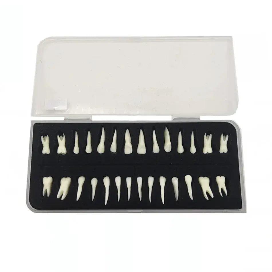  Dental 28 Permanent Tooth Model With Root Simulations -  ToylandEU™