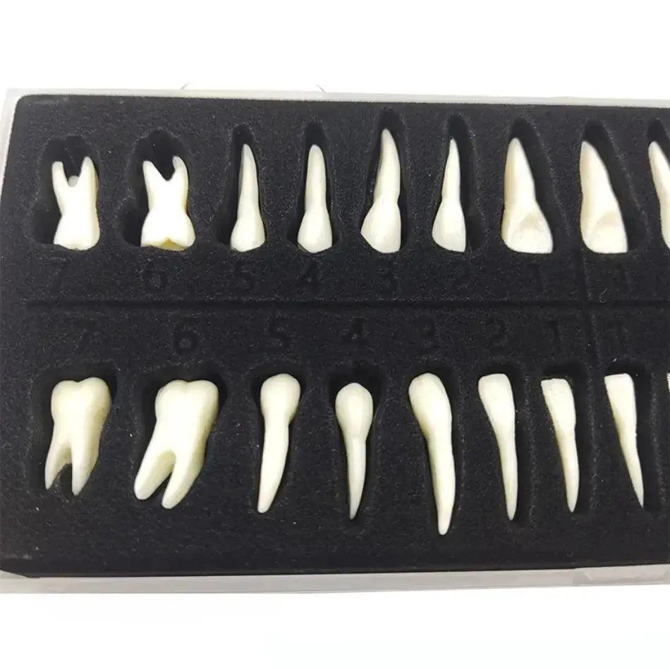  Dental 28 Permanent Tooth Model With Root Simulations -  ToylandEU™
