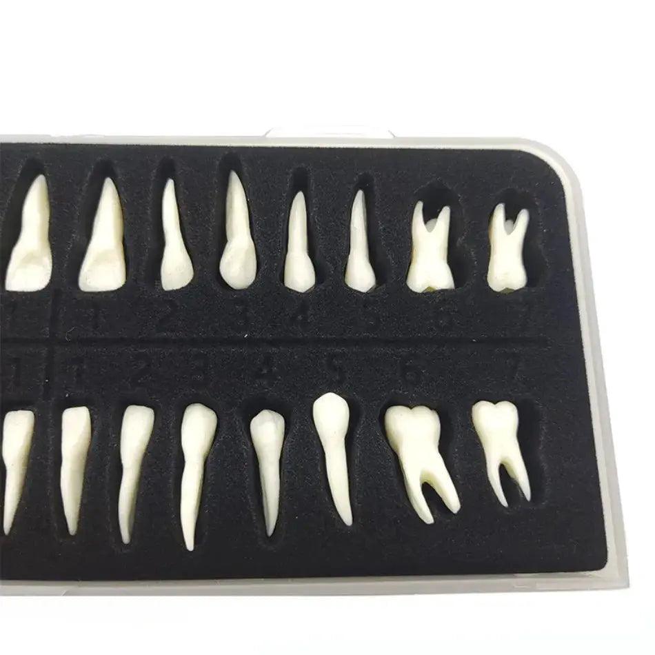  Dental 28 Permanent Tooth Model With Root Simulations -  ToylandEU™