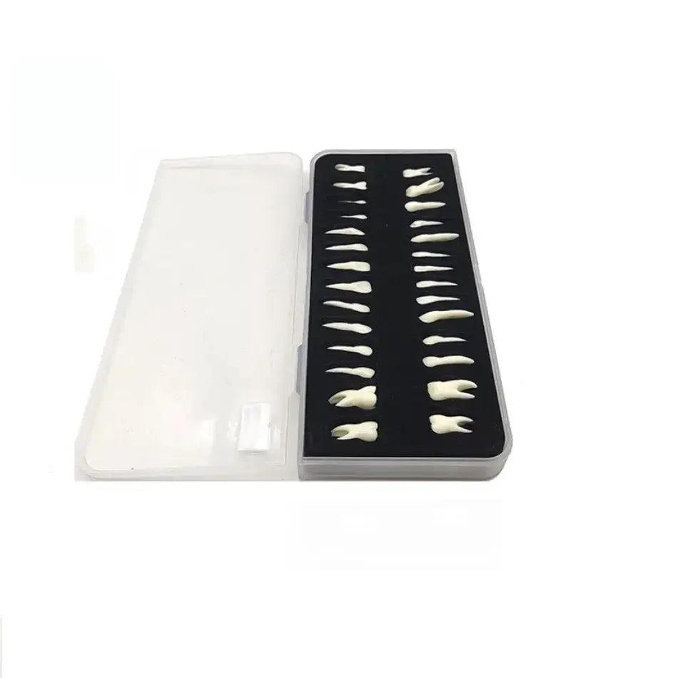  Dental 28 Permanent Tooth Model With Root Simulations -  ToylandEU™