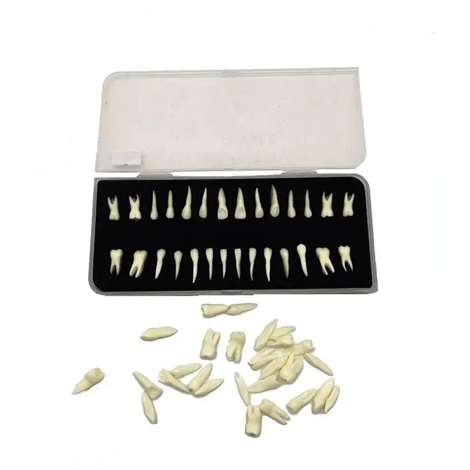  Dental 28 Permanent Tooth Model With Root Simulations -  ToylandEU™