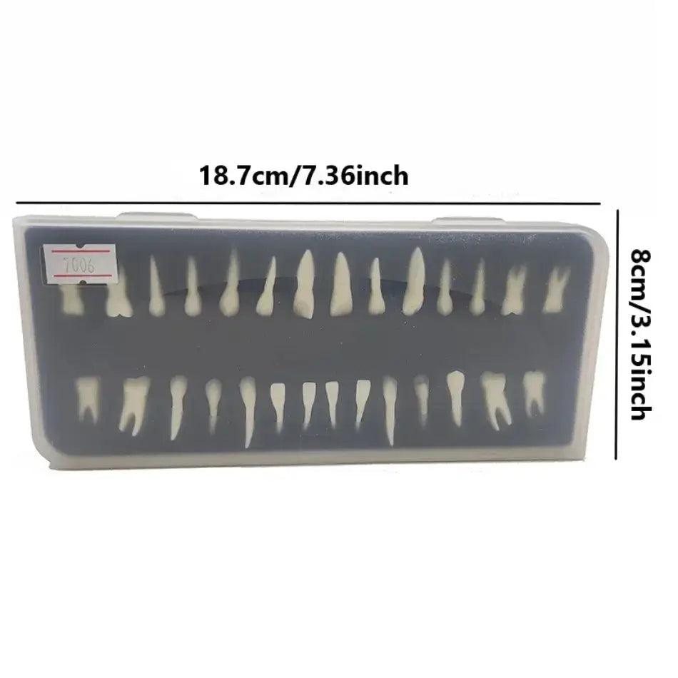  Dental 28 Permanent Tooth Model With Root Simulations -  ToylandEU™