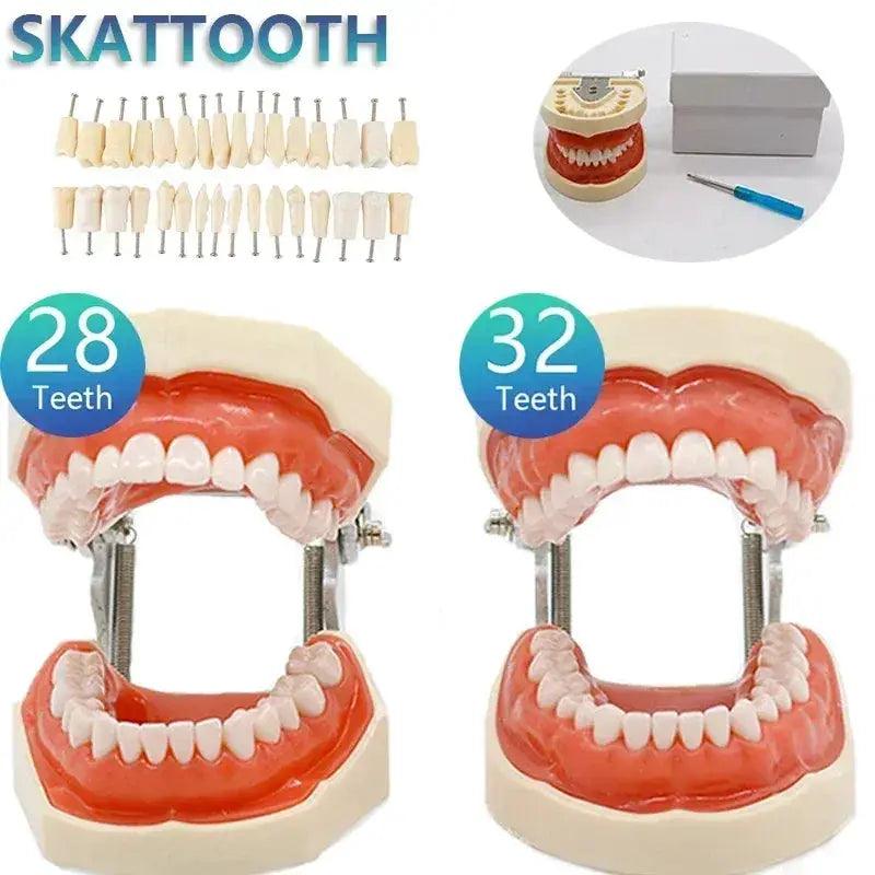 Dental Typodont Teaching Model With Removable Teeth -  ToylandEU™