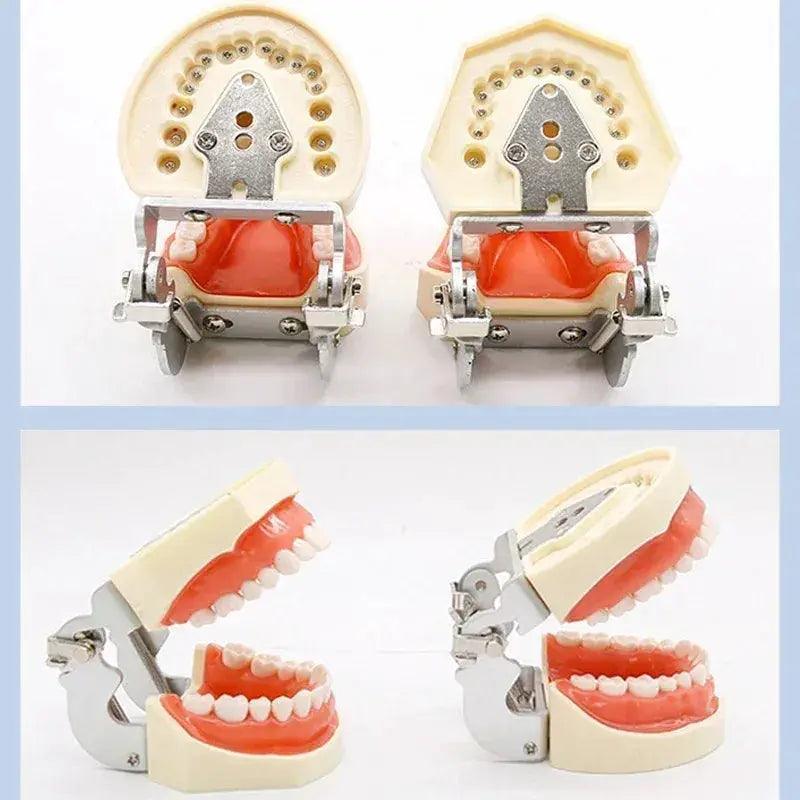  Dental Typodont Teaching Model With Removable Teeth -  ToylandEU™