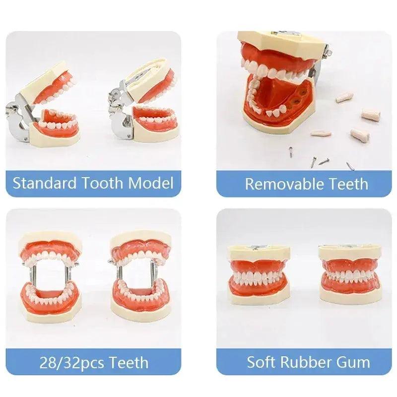  Dental Typodont Teaching Model With Removable Teeth -  ToylandEU™