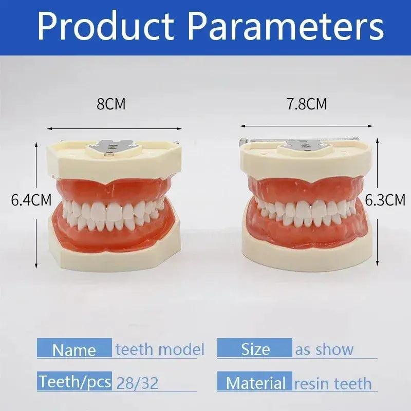  Dental Typodont Teaching Model With Removable Teeth -  ToylandEU™