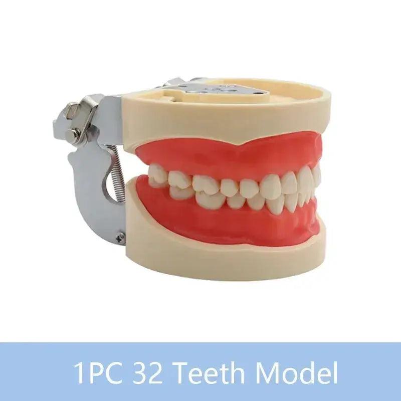  Dental Typodont Teaching Model With Removable Teeth -  ToylandEU™