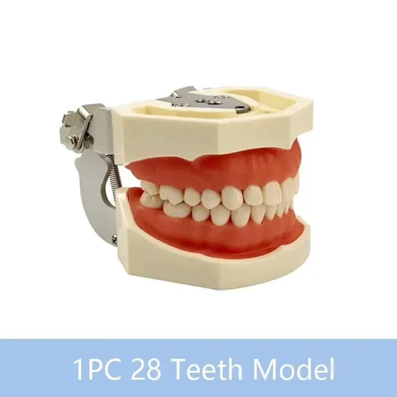  Dental Typodont Teaching Model With Removable Teeth -  ToylandEU™