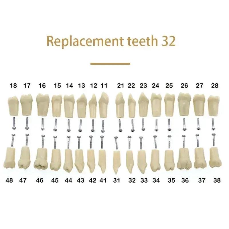  Dental Typodont Teaching Model With Removable Teeth -  ToylandEU™