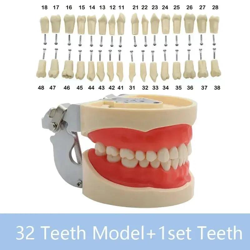  Dental Typodont Teaching Model With Removable Teeth -  ToylandEU™