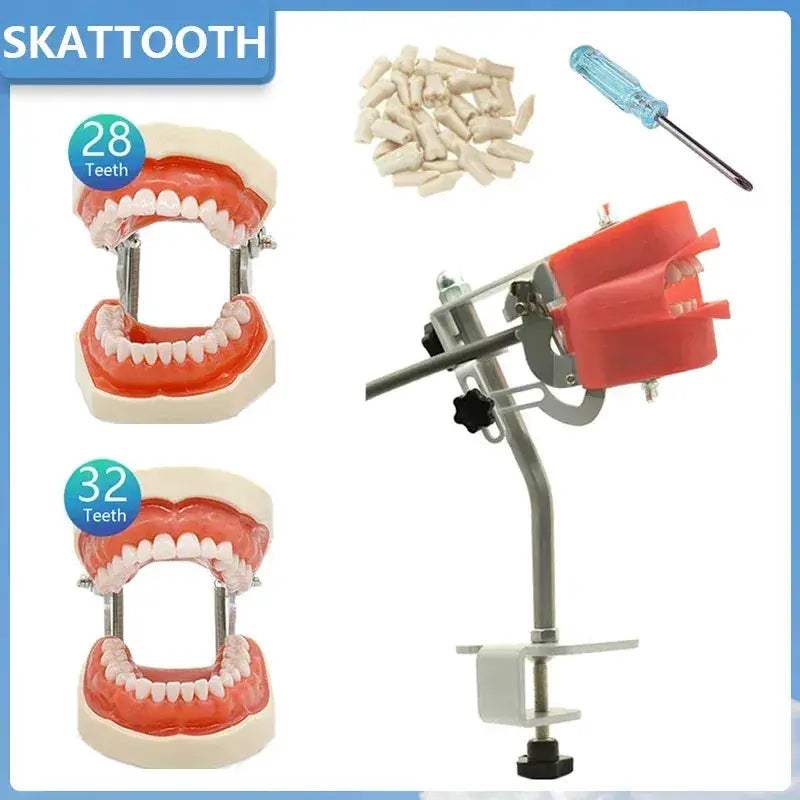 Dental Typodont Phantom Head Model for Student Training - ToylandEU