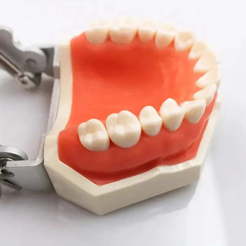 Dental Typodont Phantom Head Model for Student Training - ToylandEU
