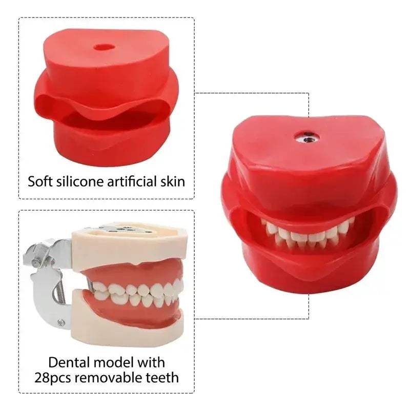 Dental Typodont Phantom Head Model for Student Training - ToylandEU