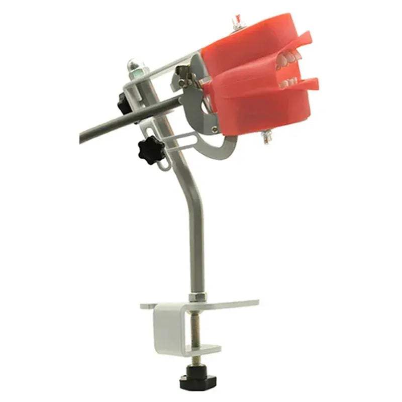 Dental Typodont Phantom Head Model for Student Training - ToylandEU