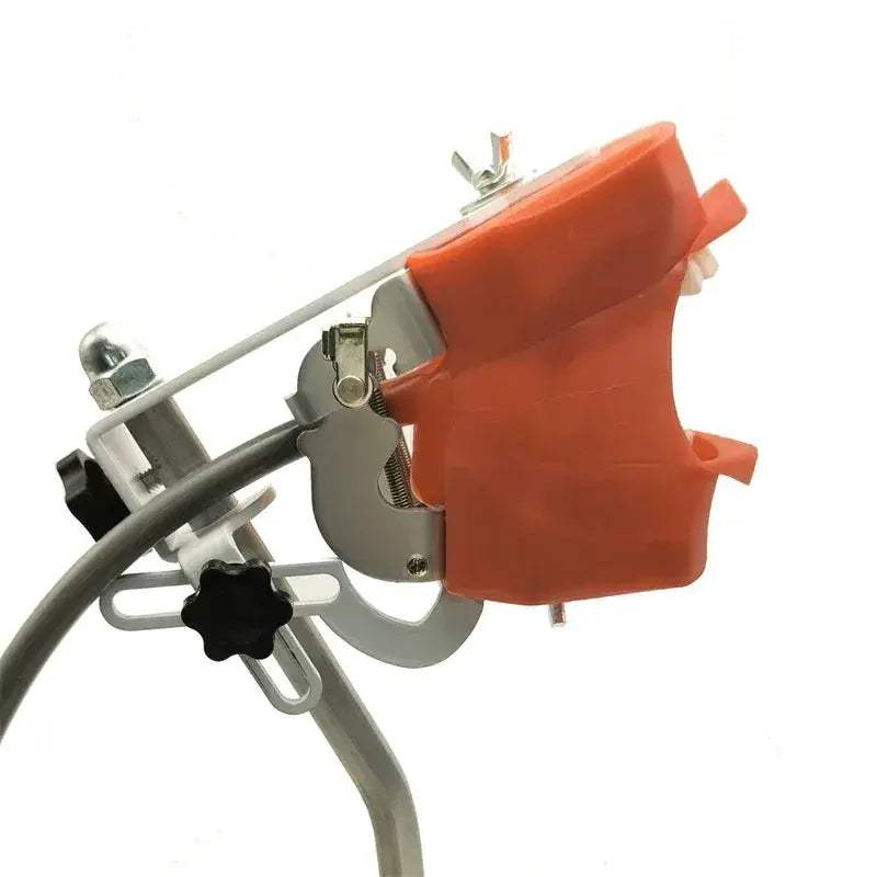 Dental Typodont Phantom Head Model for Student Training - ToylandEU