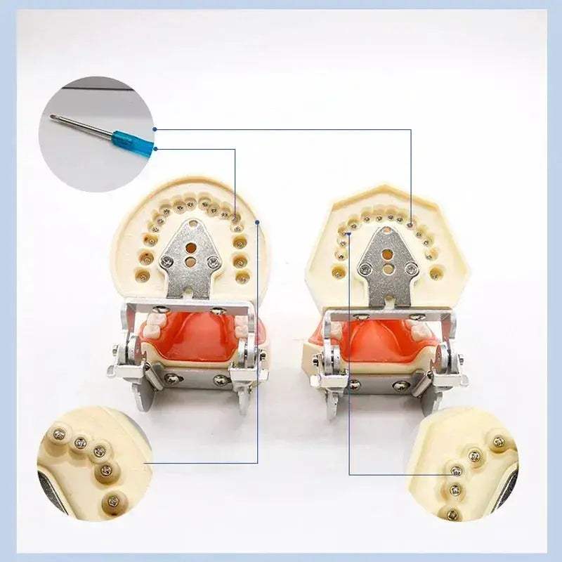 Dental Typodont Teaching Model With Removable Teeth - ToylandEU