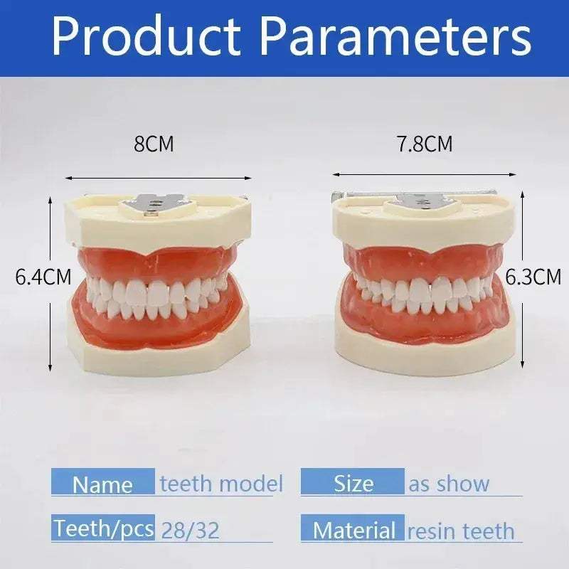 Dental Typodont Teaching Model With Removable Teeth - ToylandEU