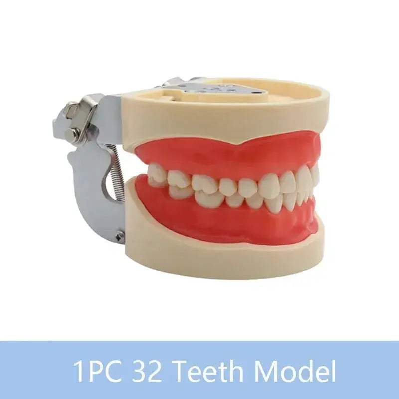 Dental Typodont Teaching Model With Removable Teeth - ToylandEU
