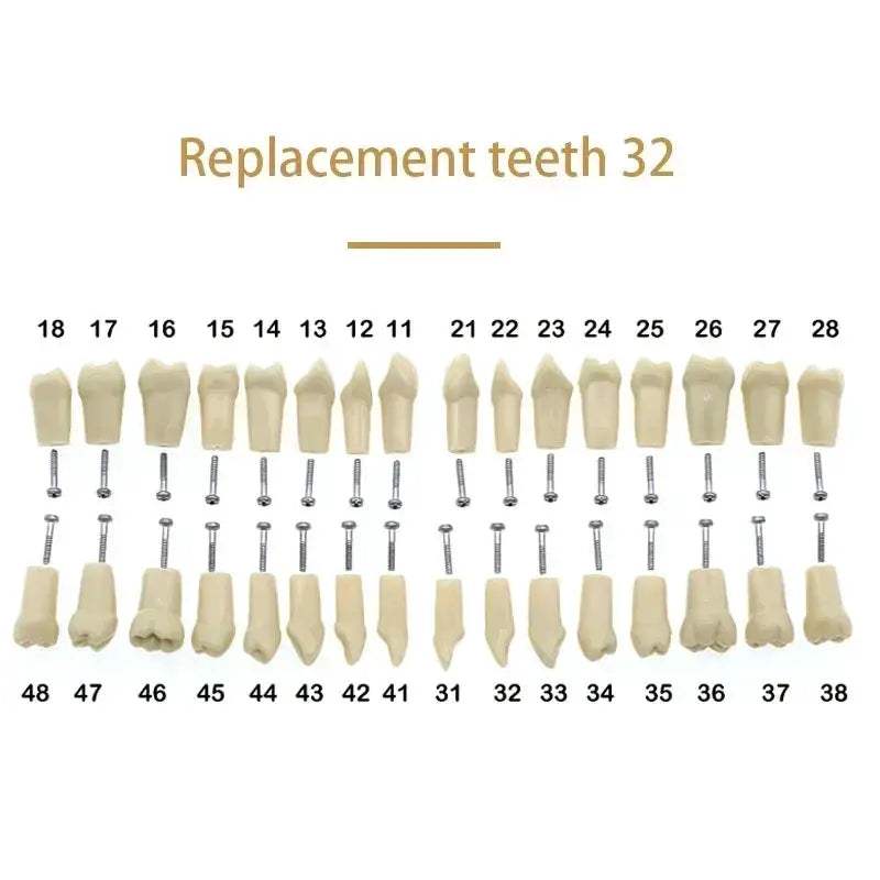 Dental Typodont Teaching Model With Removable Teeth - ToylandEU
