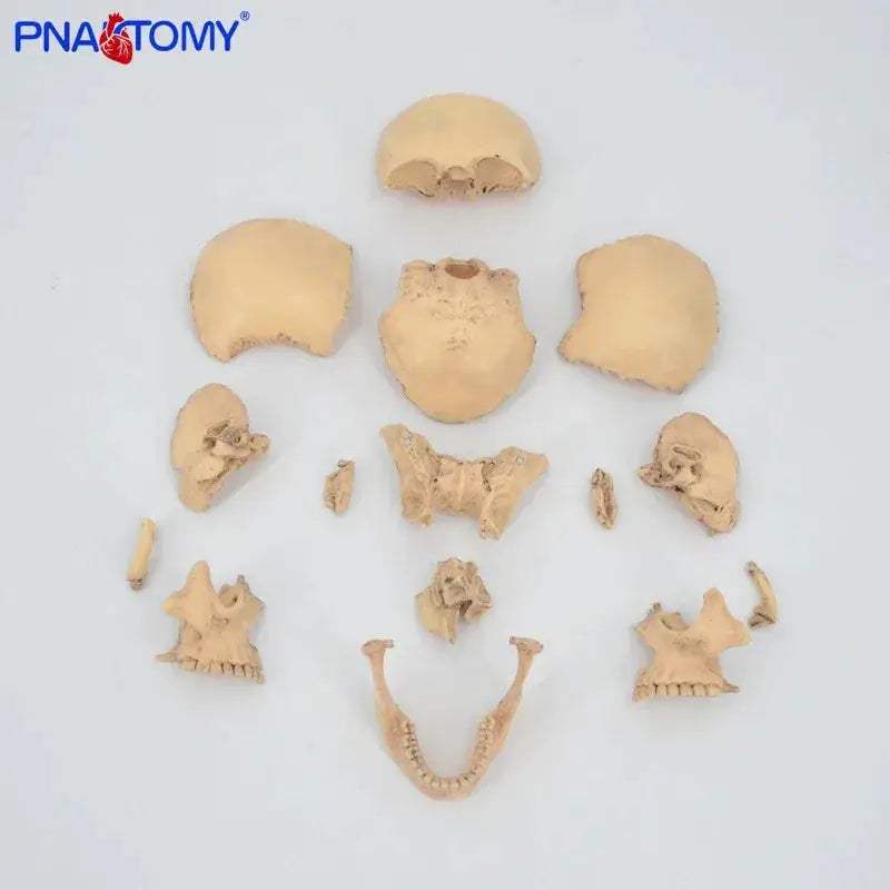 Detachable Anatomical Skull Model For Medical Teaching - ToylandEU