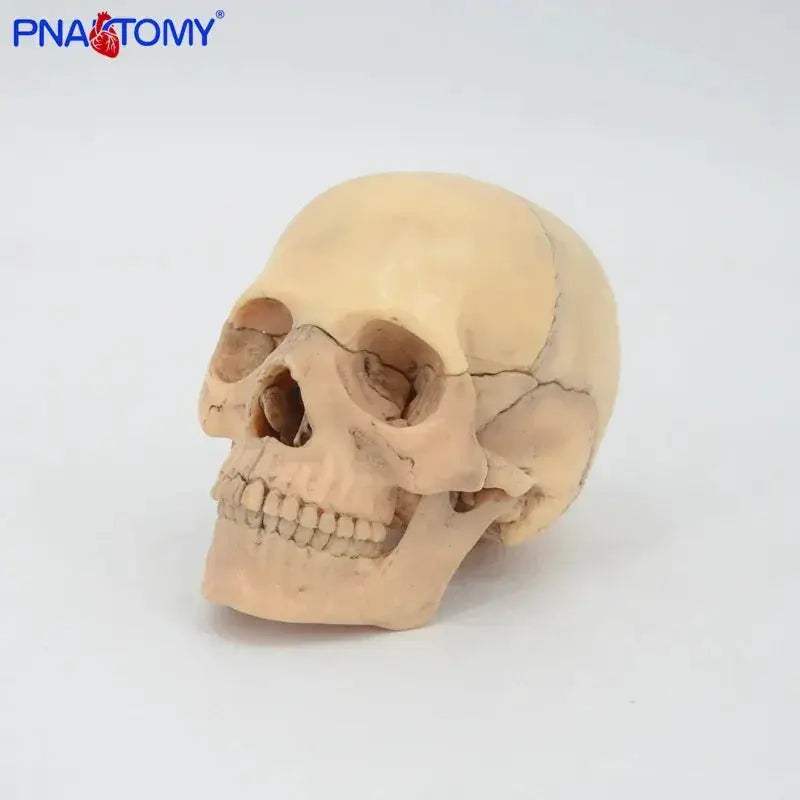 Detachable Anatomical Skull Model For Medical Teaching - ToylandEU