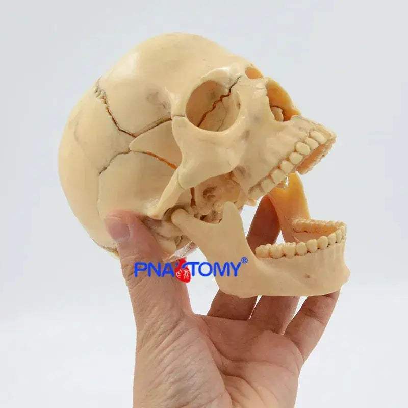 Detachable Anatomical Skull Model For Medical Teaching - ToylandEU