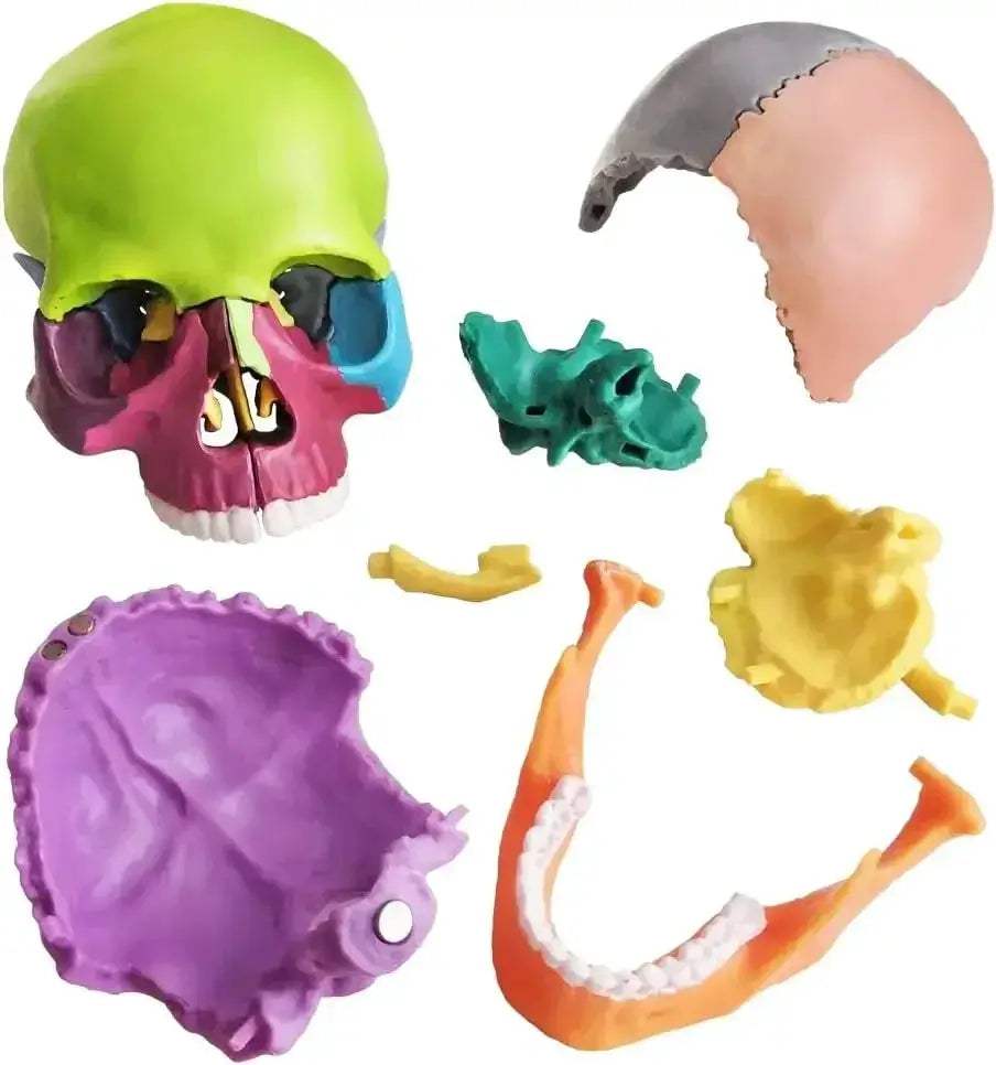 Detachable Anatomical Skull Model For Teaching And Decor - ToylandEU