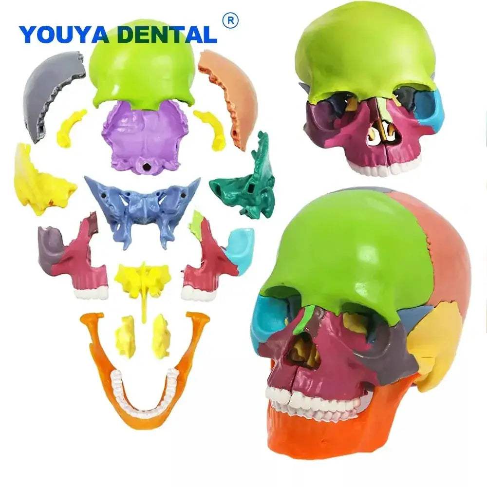 Detachable Anatomical Skull Model For Teaching And Decor - ToylandEU