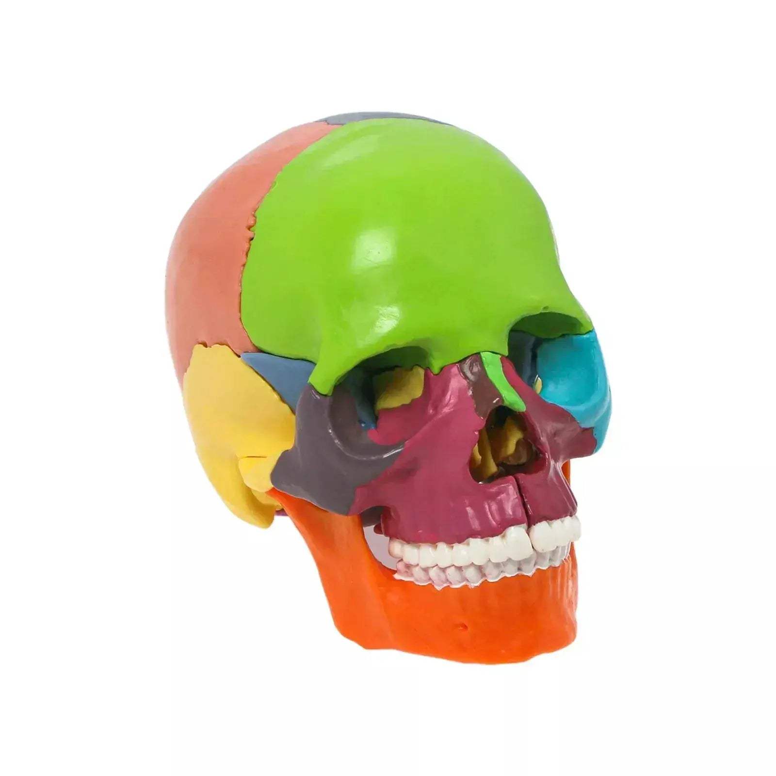 Detachable Anatomical Skull Model For Teaching And Decor - ToylandEU
